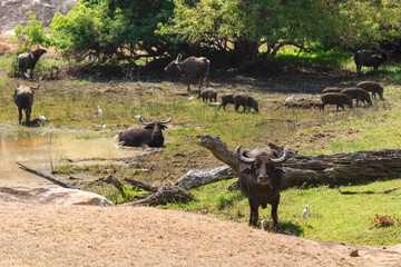 Herd of wild water buffaloes and boars by water hole
