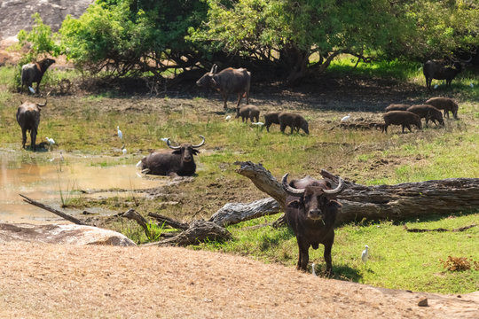 Herd of wild water buffaloes and boars by water hole
