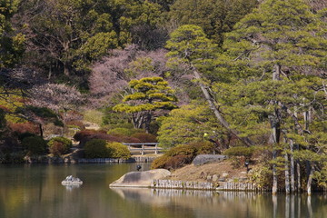 Obraz premium view of natural japanese garden in spring season