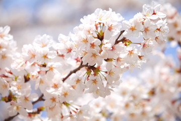 Naklejka na ściany i meble cherry blossom sakura in tokyo japan in sakura season 2014