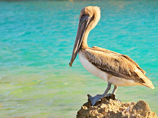 Majestic pelican