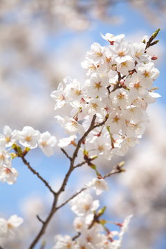cherry blossom sakura in tokyo japan in sakura season 2014