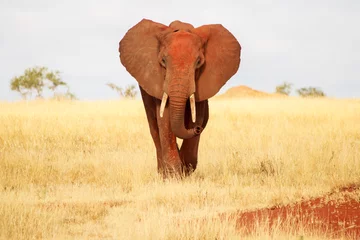 Fototapete Rund Vorderansicht des roten Elefanten © Maciej Czekajewski