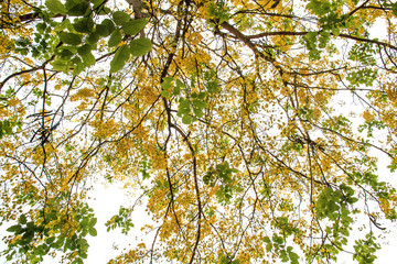 Golden shower