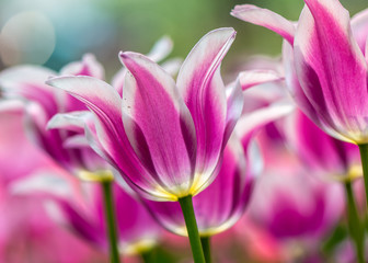 Fototapeta na wymiar pink tulip