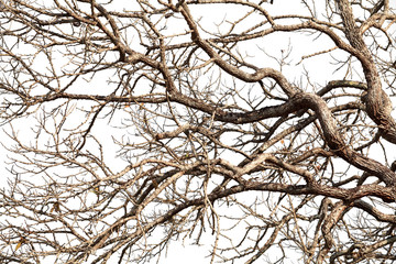 Tree twigs with bare trunks and branches