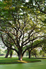 Fototapeta na wymiar Samanea góry, Big Rain Tree