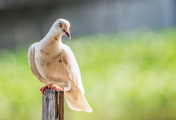 Pigeon bird