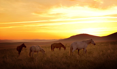 Horse on the Meadow with Sunset