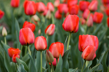 Many red tulips. Glade fresh spring flowers