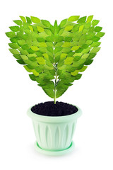 Sapling as a heart grows in a pot