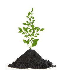 Young tree grows from the earth