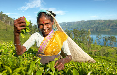 Indigenous Sri Lankan Tea Picker