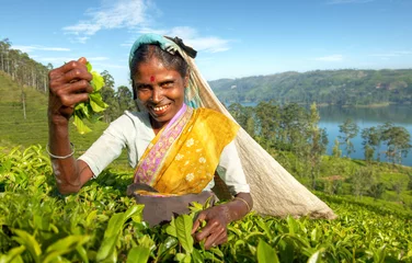 Foto op Aluminium Indigenous Sri Lankan Tea Picker © Rawpixel.com