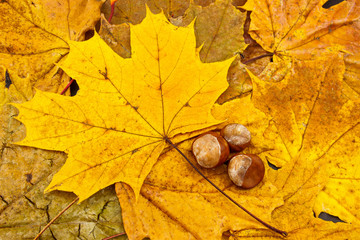 Golden leaf with chestnuts