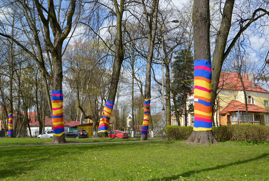 Kaliningrad. The "dressed" trees in Gollandsky Square