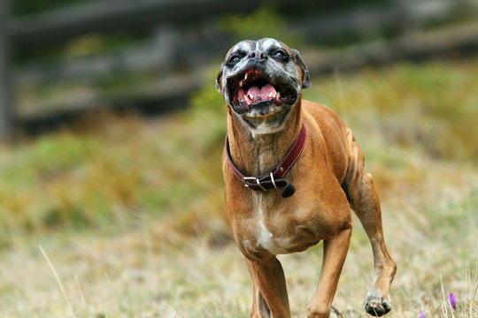 Ugly Boxer Dog Running