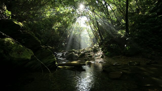 やんばるの清流（奥間川）