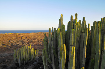 Succulent Plant Cactus on the Dry Desert