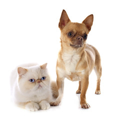 Obraz premium exotic shorthair cat and chihuahua