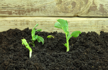 Young green pea sprout growing in soil