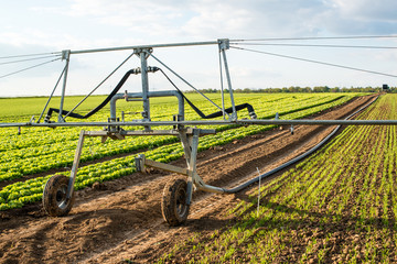 irrigation on lettuce fields