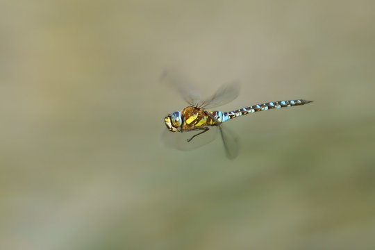 Dragonfly (Odonata), Southern Hawker (Aeshna cyanea) in flight
