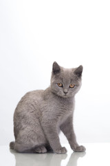 cute cat