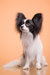 Beautiful papillon dog sitting on pink background