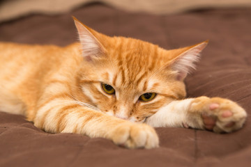 Fototapeta na wymiar Big orange cat