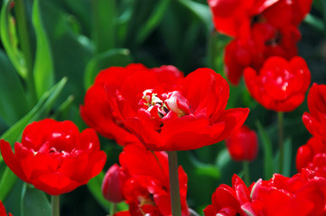 Red tulips