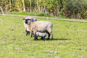 Obraz premium Spring pasture with flock of sheep and lambs