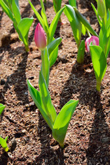 red tulip flowers tree in field