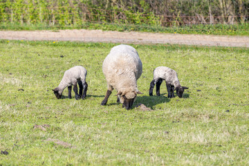 Obraz na płótnie Canvas Spring pasture with flock of sheep and lambs