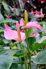 spadix flower in rain forest