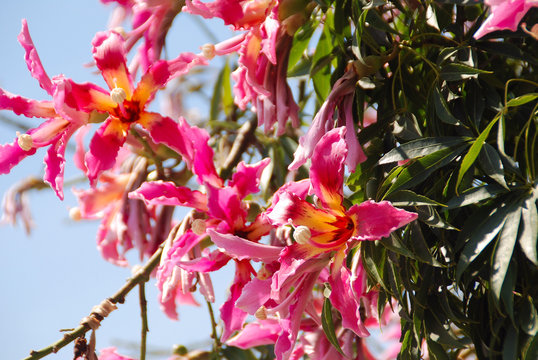 CHORISIA SPECIOSA. PALO BORRACHO