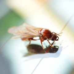 Little insect, termite white ant
