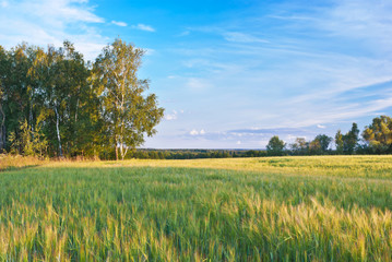 Summer evening in countryside. Kaluga region, Russia © andrew
