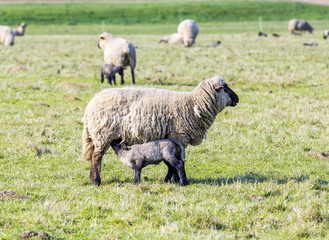 Spring pasture with flock of sheep and lambs