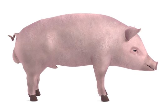 Realistic 3d Render Of Male Pig