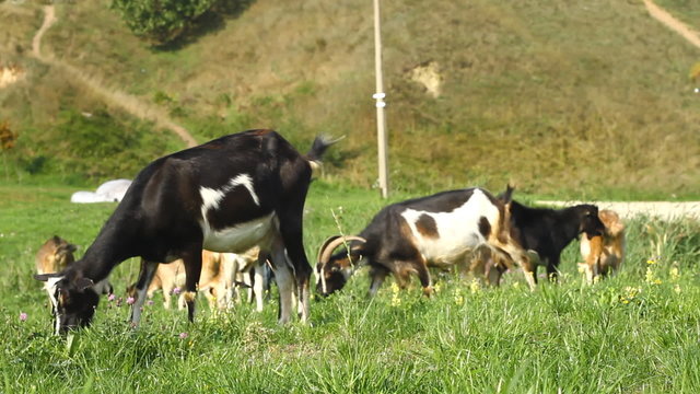 Goats pasture on a green grass