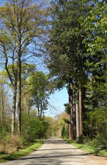 Waldweg im Schönbuch (Wald) im Frühjahr