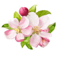 Fototapeta na wymiar apple tree blossoms. spring flowers
