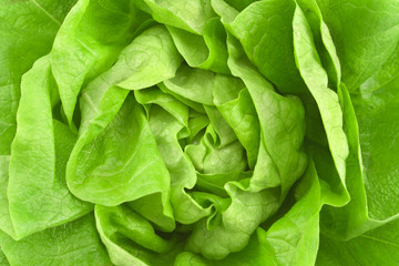 Close up of fresh lettuce as background