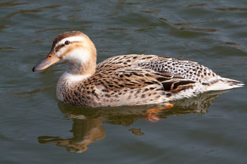 Obraz premium Cane colvert sur l'étang