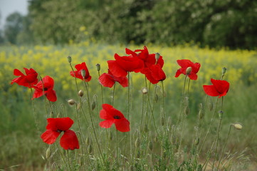 Obraz premium Papaveri