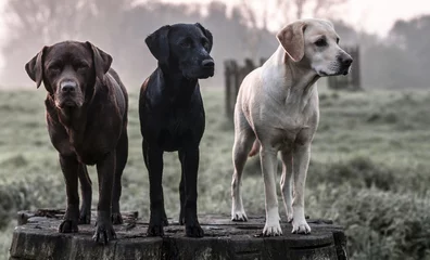 Fotobehang three dogs © claireliz