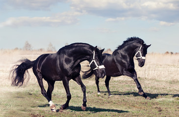 Fototapeta na wymiar running beautiful black breed stallions in spring field