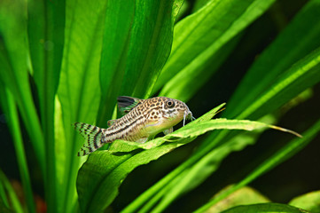 Fototapeta premium Aquarium fish. Corydoras julii