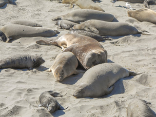 Fototapeta premium Elephant seals colony